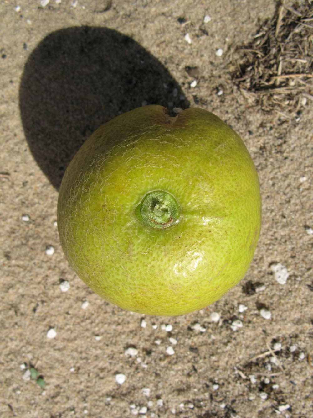                Fruit (Winter Haven, FL)       